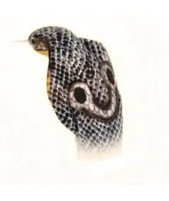 Peluche serpente cobra 6472 Hansa Hansa - 2