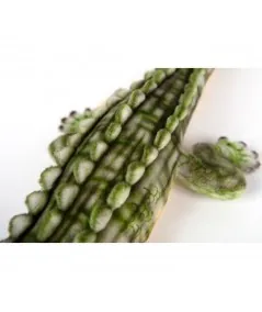 Peluche coccodrillo 6475 Hansa Hansa - 2